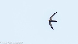  - Malagasy Swift