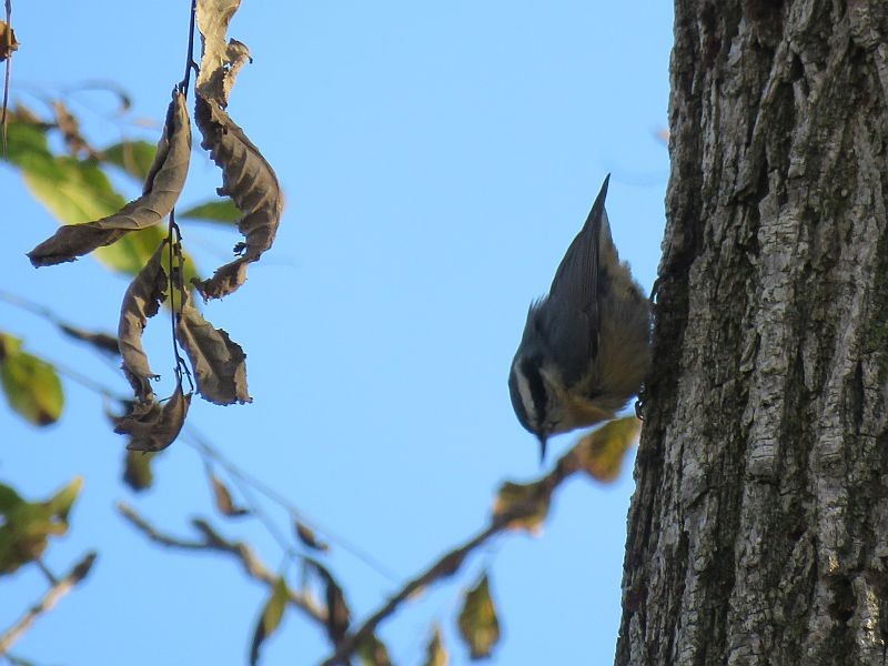 Red-breasted Nuthatch - Tracy The Birder