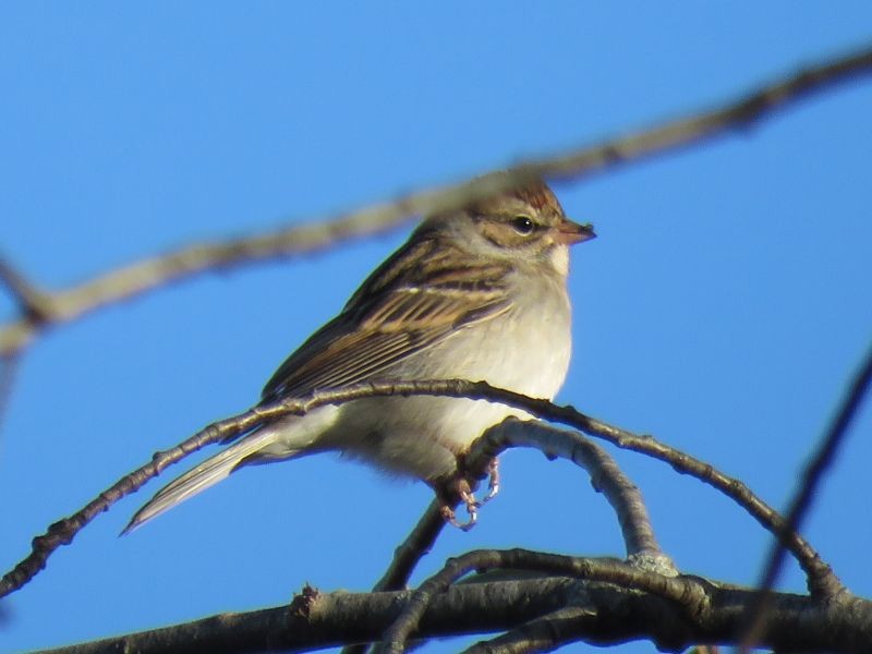 Chipping Sparrow - ML272472841