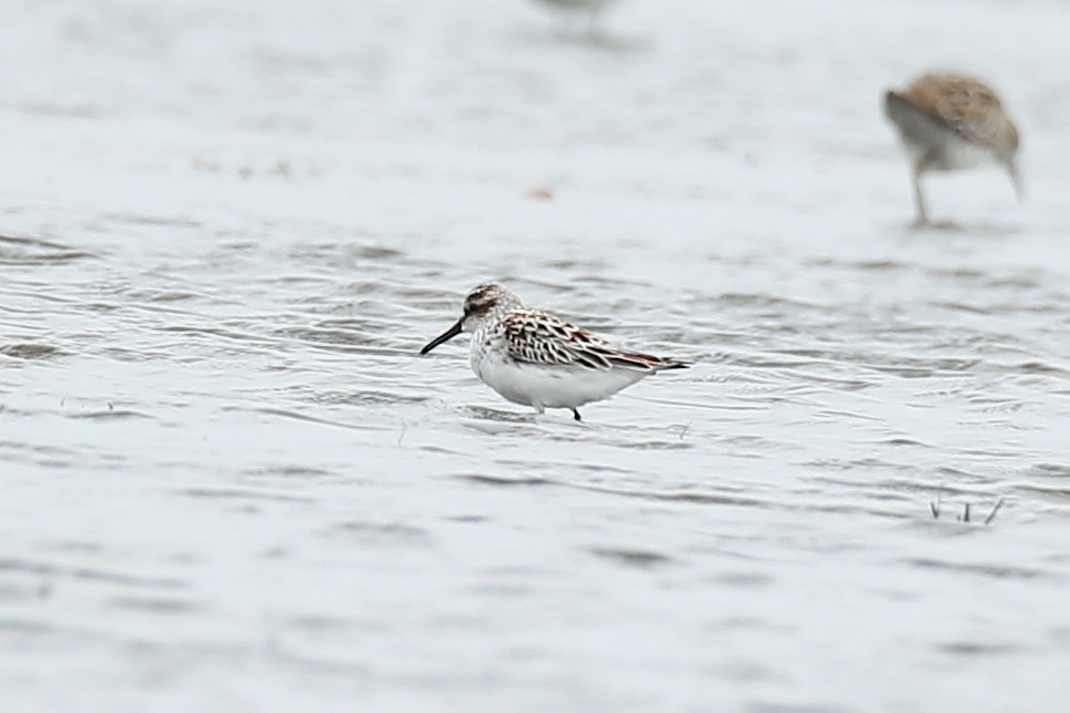 Broad-billed Sandpiper - Ting-Wei (廷維) HUNG (洪)