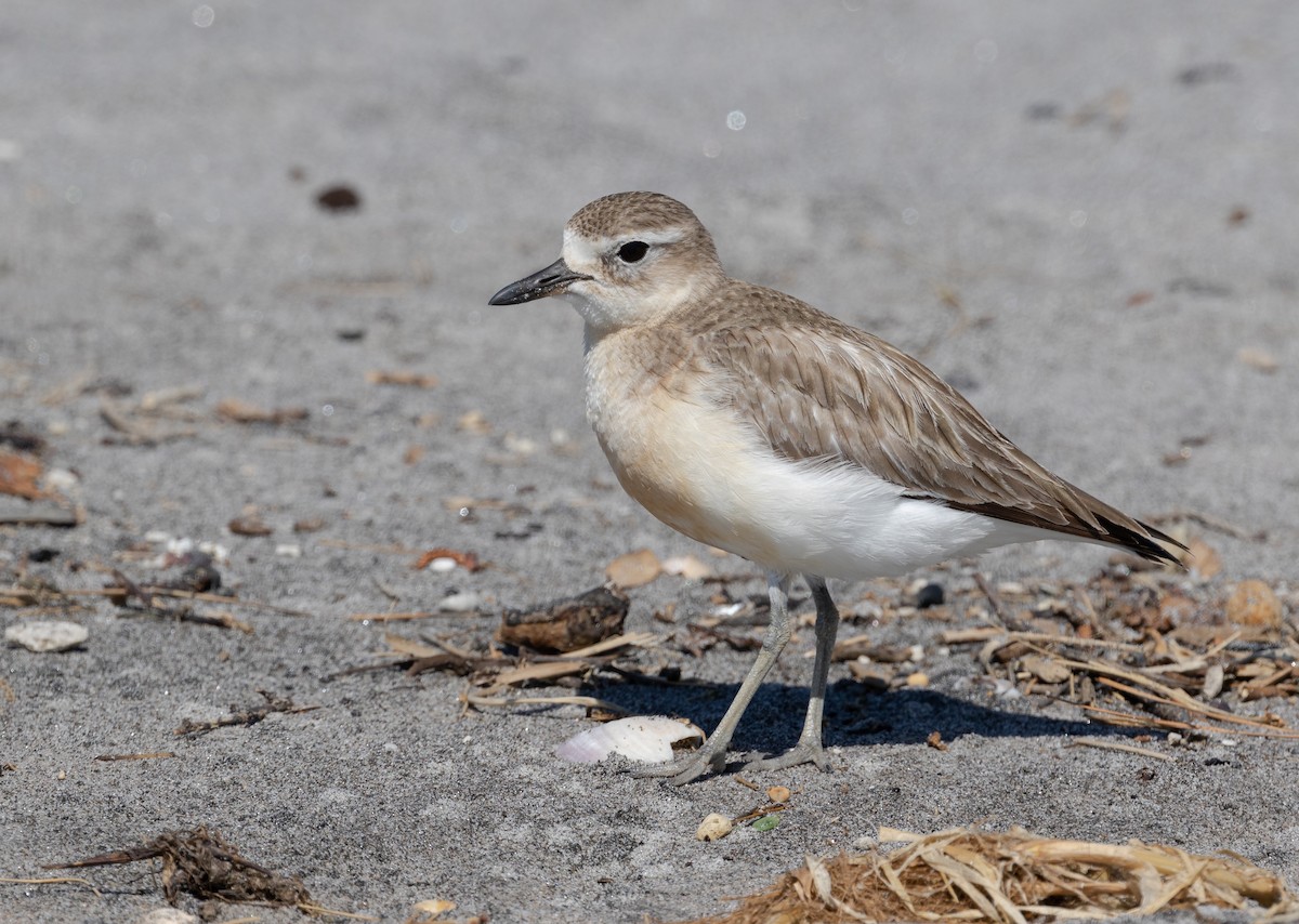 Red-breasted Dotterel - ML272479091