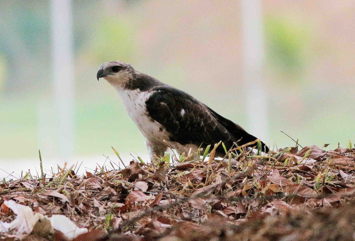 Rufous-bellied Eagle - Neoh Hor Kee