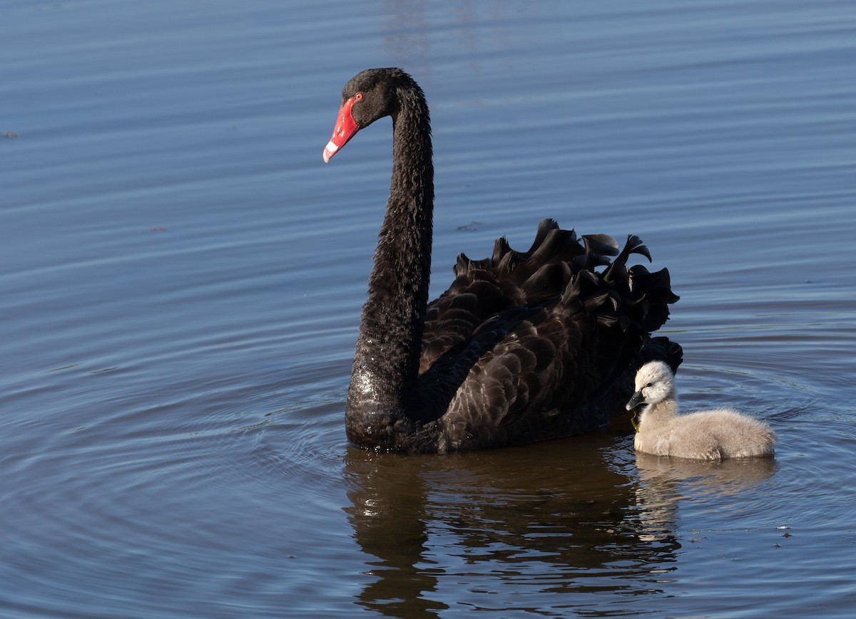 Black Swan - ML272481541