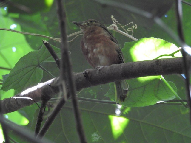 Melanesian Flycatcher - ML272482951