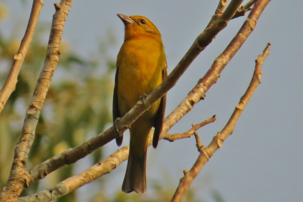 Flame-colored Tanager - ML27248621