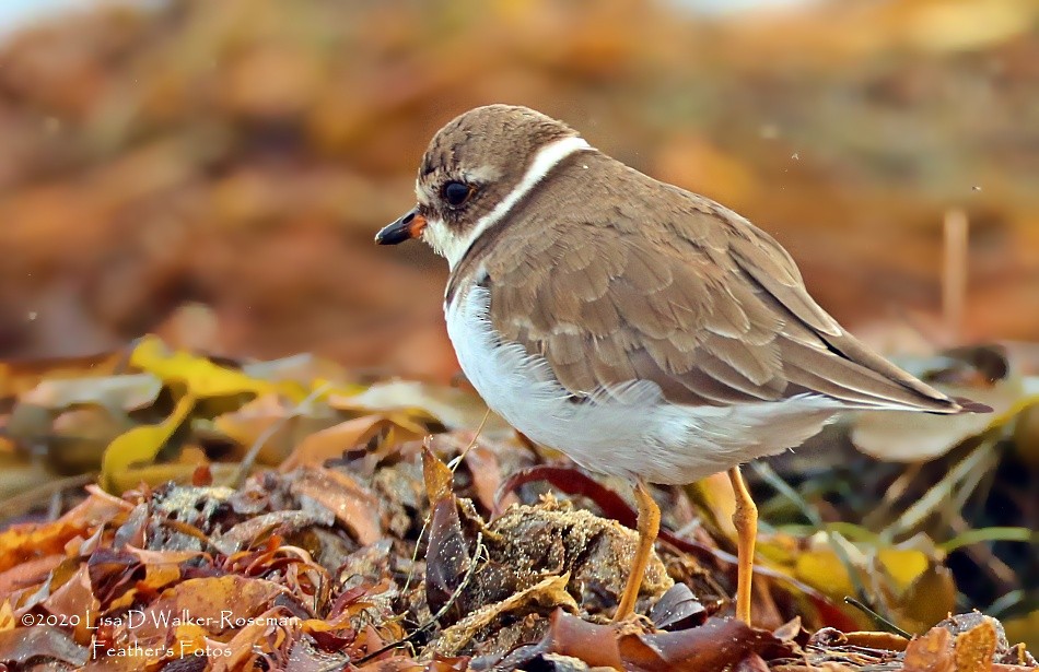 Semipalmated Plover - ML272489191