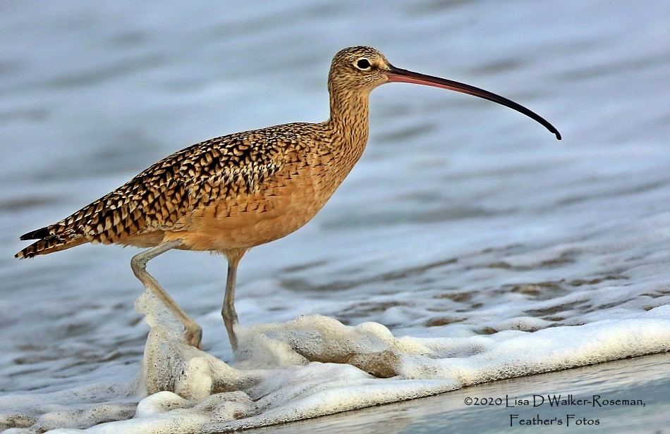 Long-billed Curlew - ML272489251