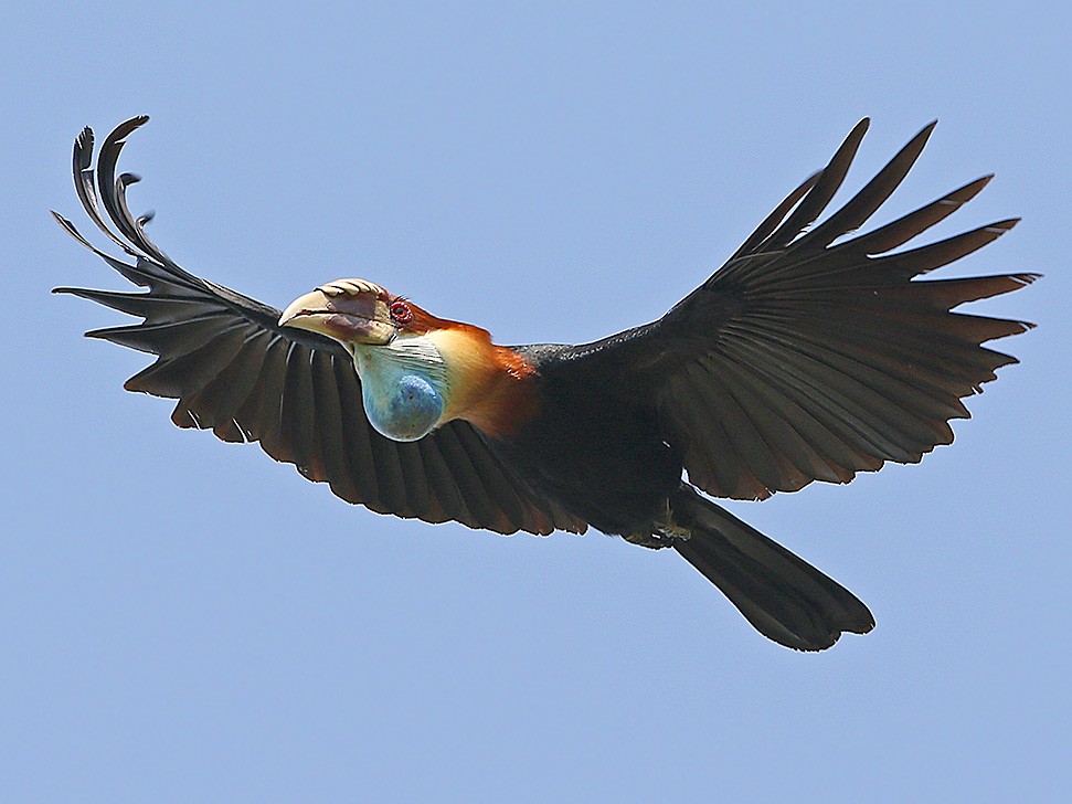 Sumba Hornbill - eBird