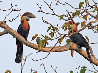 Macho - Lars Petersson | My World of Bird Photography - ML272489941