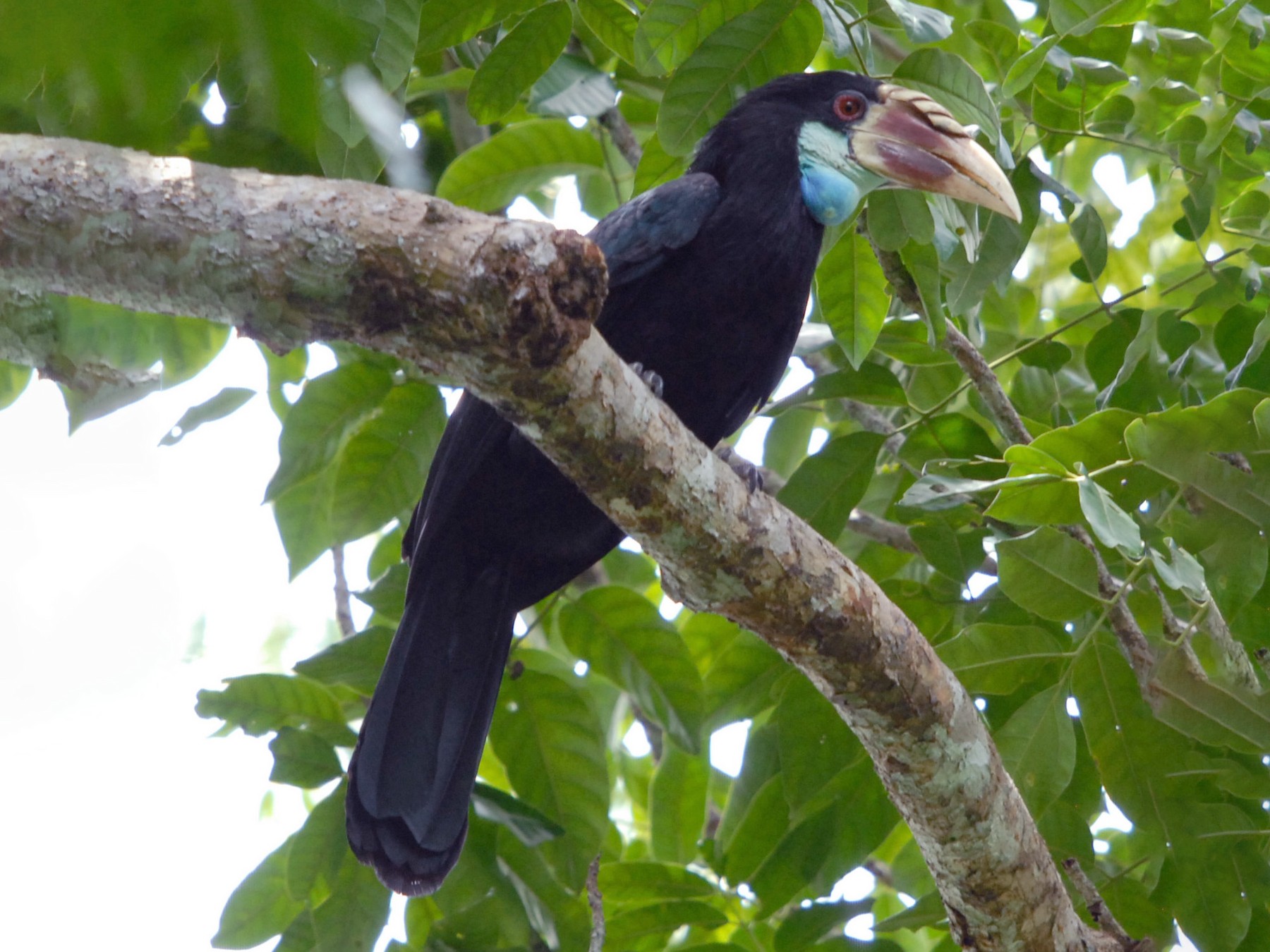 Sumba Hornbill - Lorenzo Vinciguerra