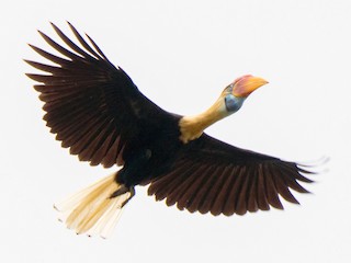 アカコブサイチョウ - eBird