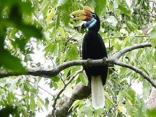アカコブサイチョウ - eBird