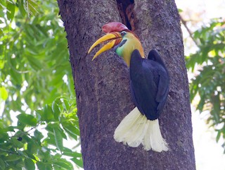 クロコブサイチョウ　♂♀ペア　頭骨 クロコブサイチョウ (Ceratogymna atrata)