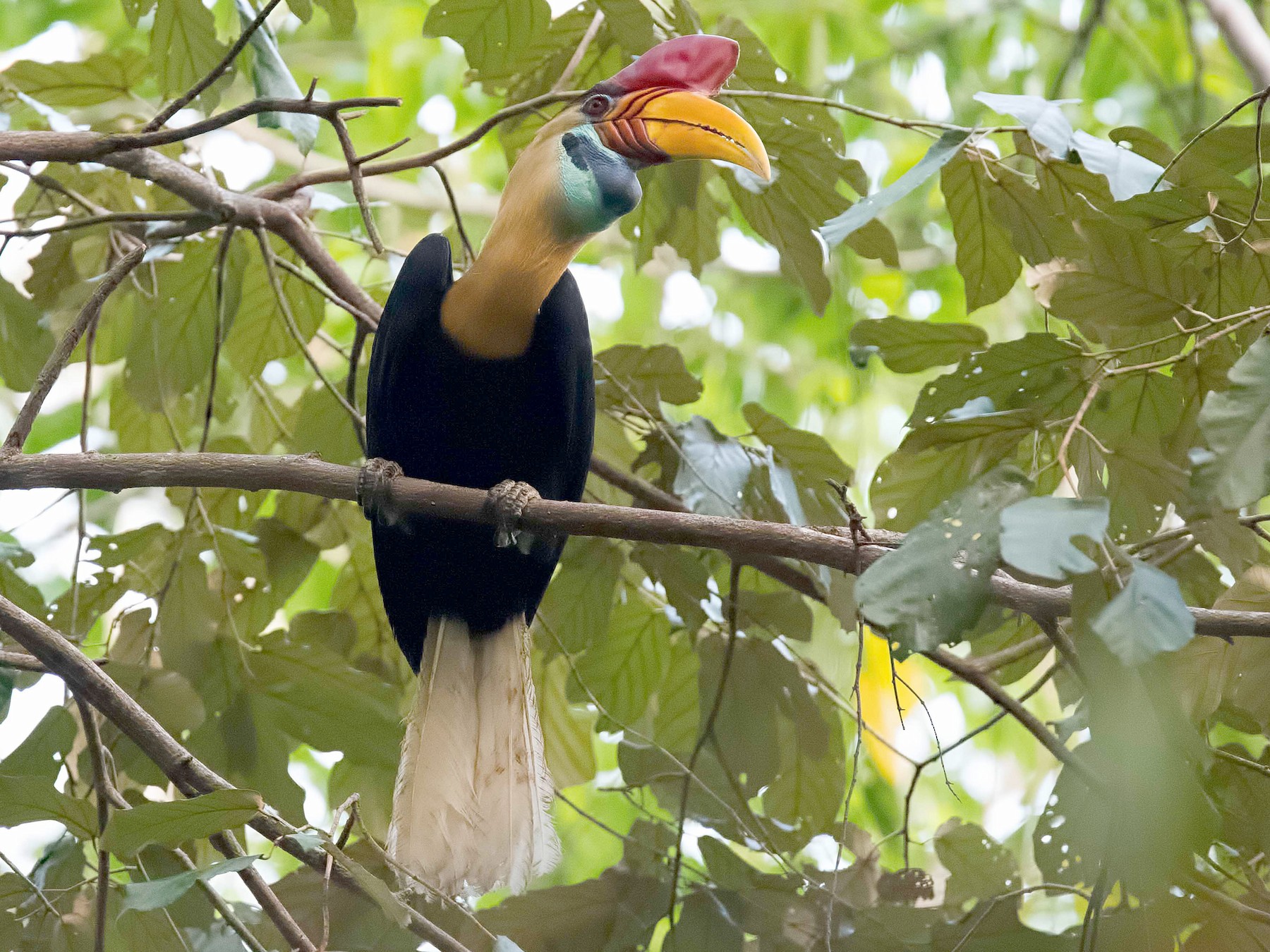 Knobbed Hornbill - Shailesh Pinto