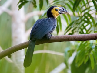 Kangkareng sulawesi - eBird