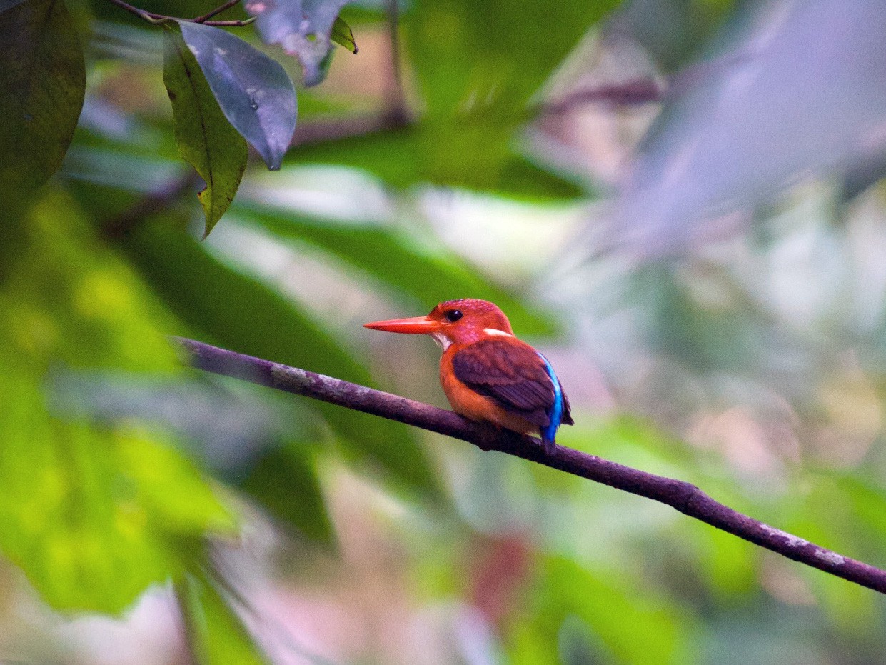 Sulawesi Dwarf-Kingfisher - John C. Mittermeier
