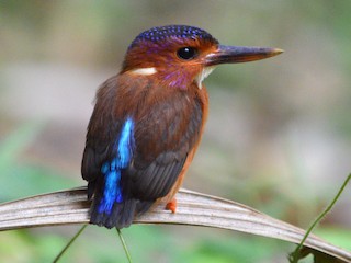  - Sulawesi Dwarf-Kingfisher