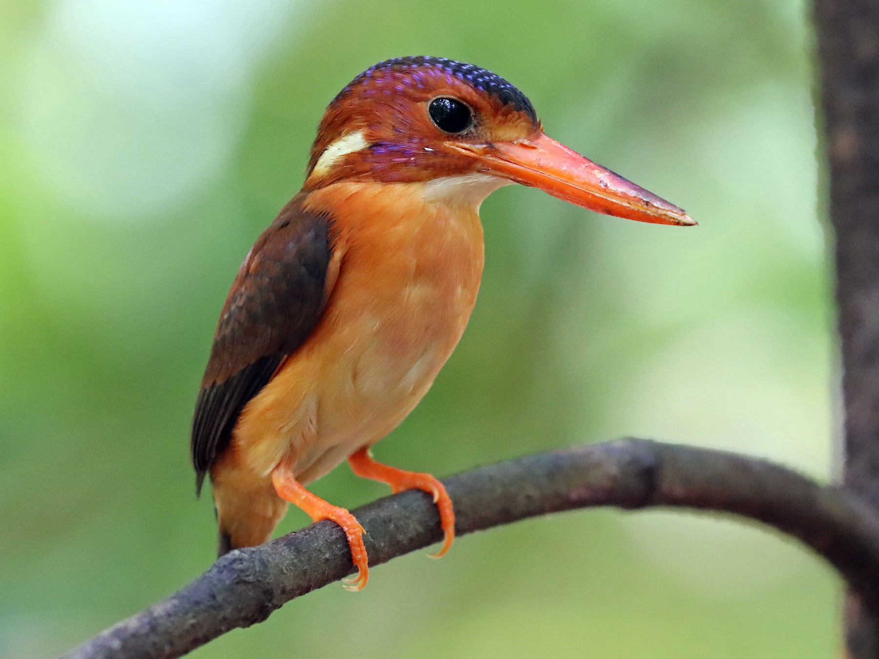 Sulawesi Dwarf-Kingfisher - Luke Seitz