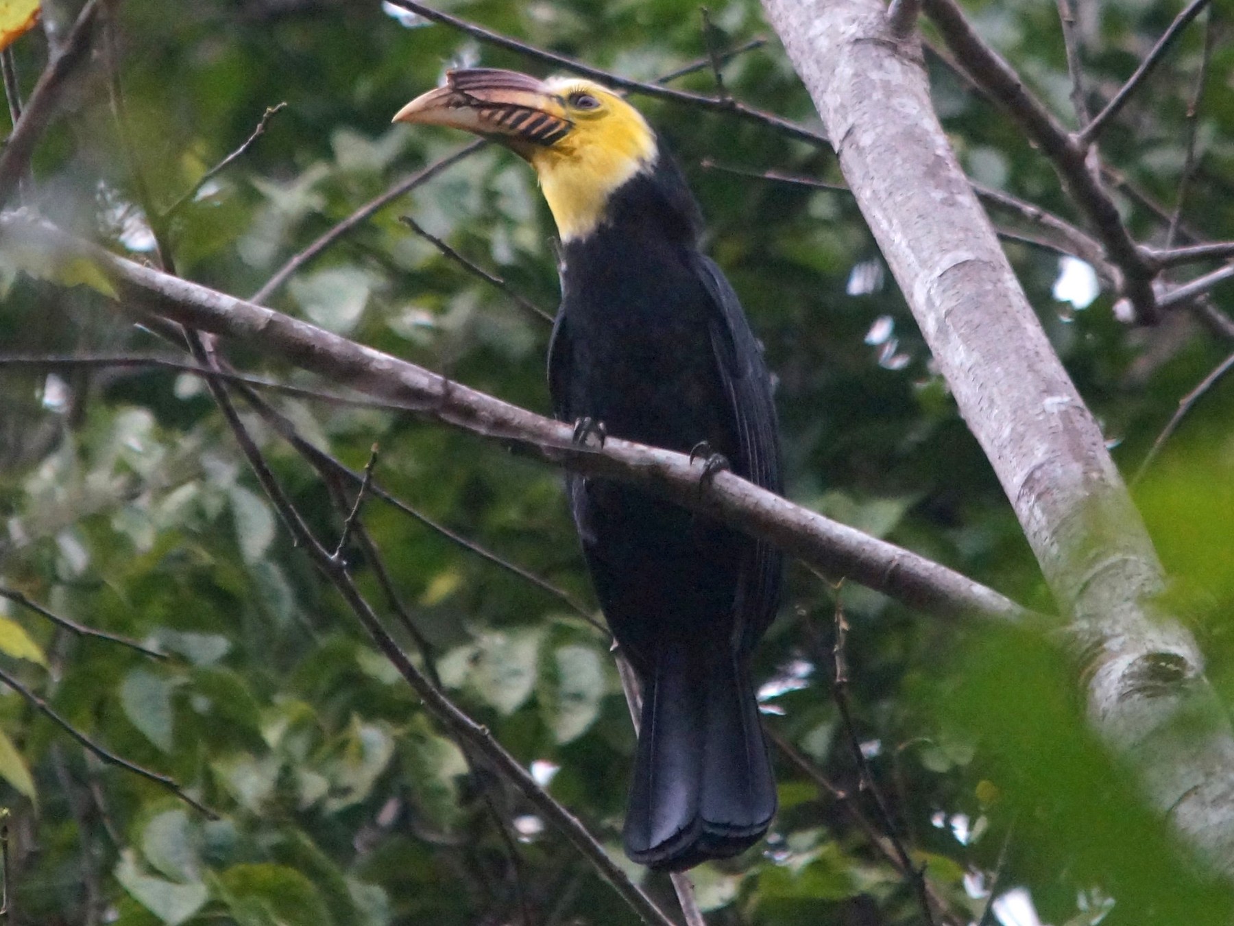 Sulawesi Hornbill - Opwall Indonesia