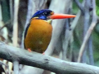  - Sula Dwarf-Kingfisher