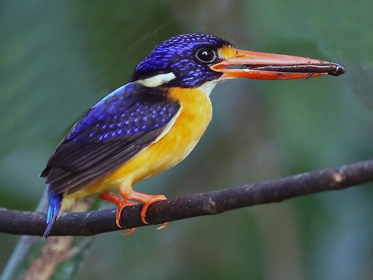 Moluccan Dwarf Kingfisher Seram Ebird