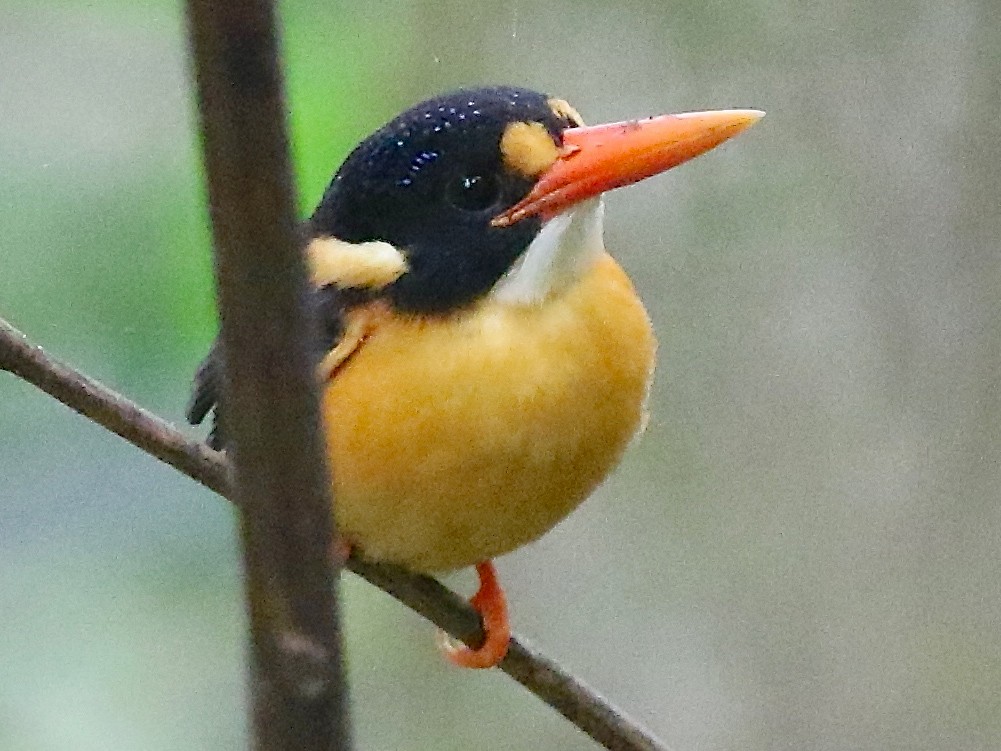 Buru Dwarf-Kingfisher - Mark Sutton