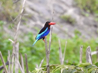 ジャワショウビン - eBird