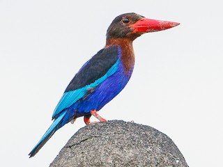 ジャワショウビン - eBird