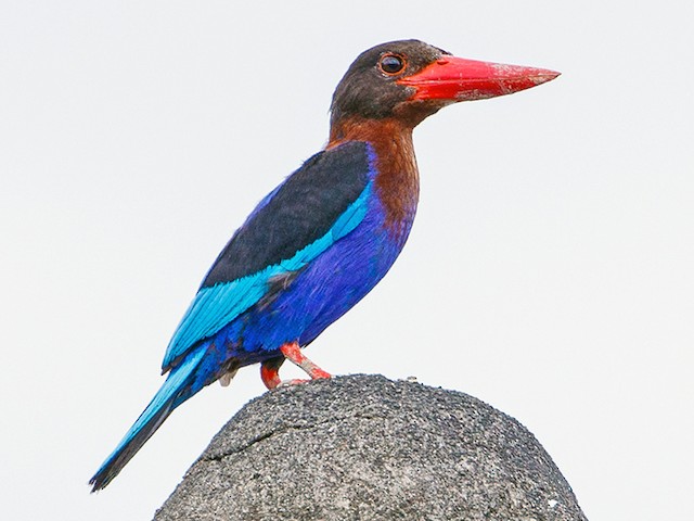 美！ジャワショウビン（Javan kingfisher）骨格標本 ☆即納☆ 美！ジャワショウビン（Javan kingfisher）骨格標本 - 頭骨