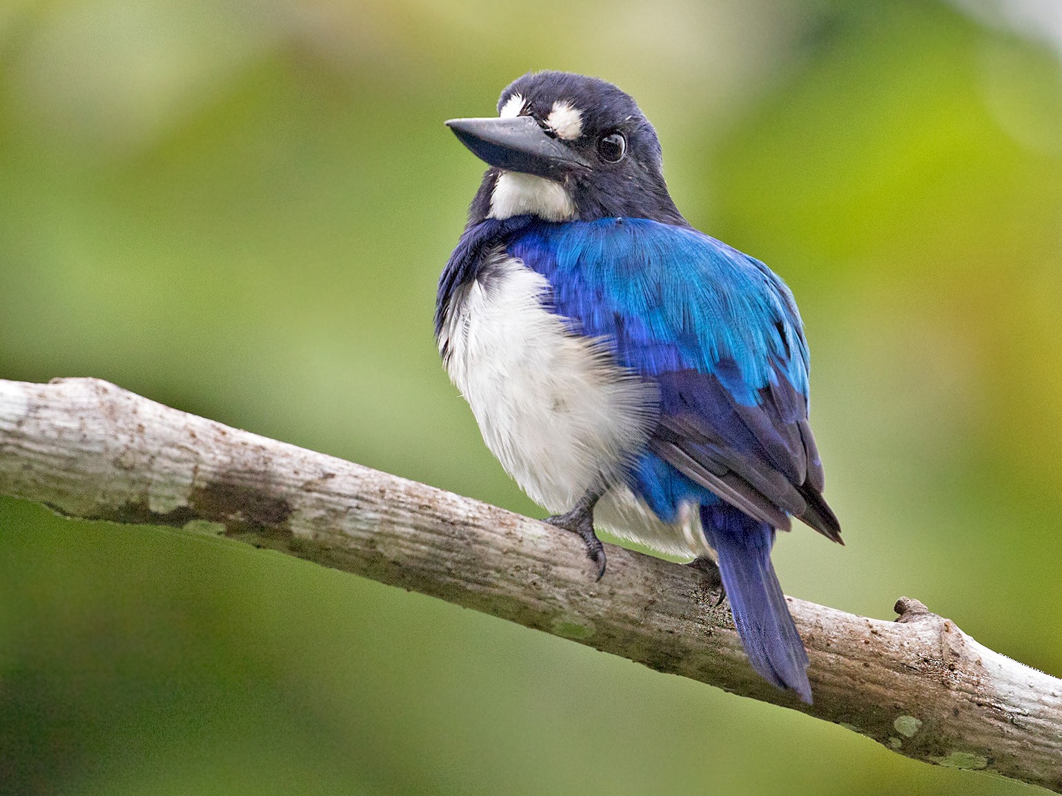 Blue-and-white Kingfisher - Sam Woods