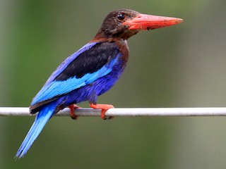 ジャワショウビン - eBird