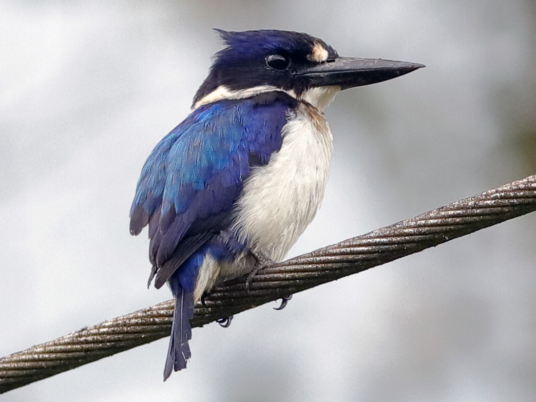 Blueandwhite Kingfisher eBird