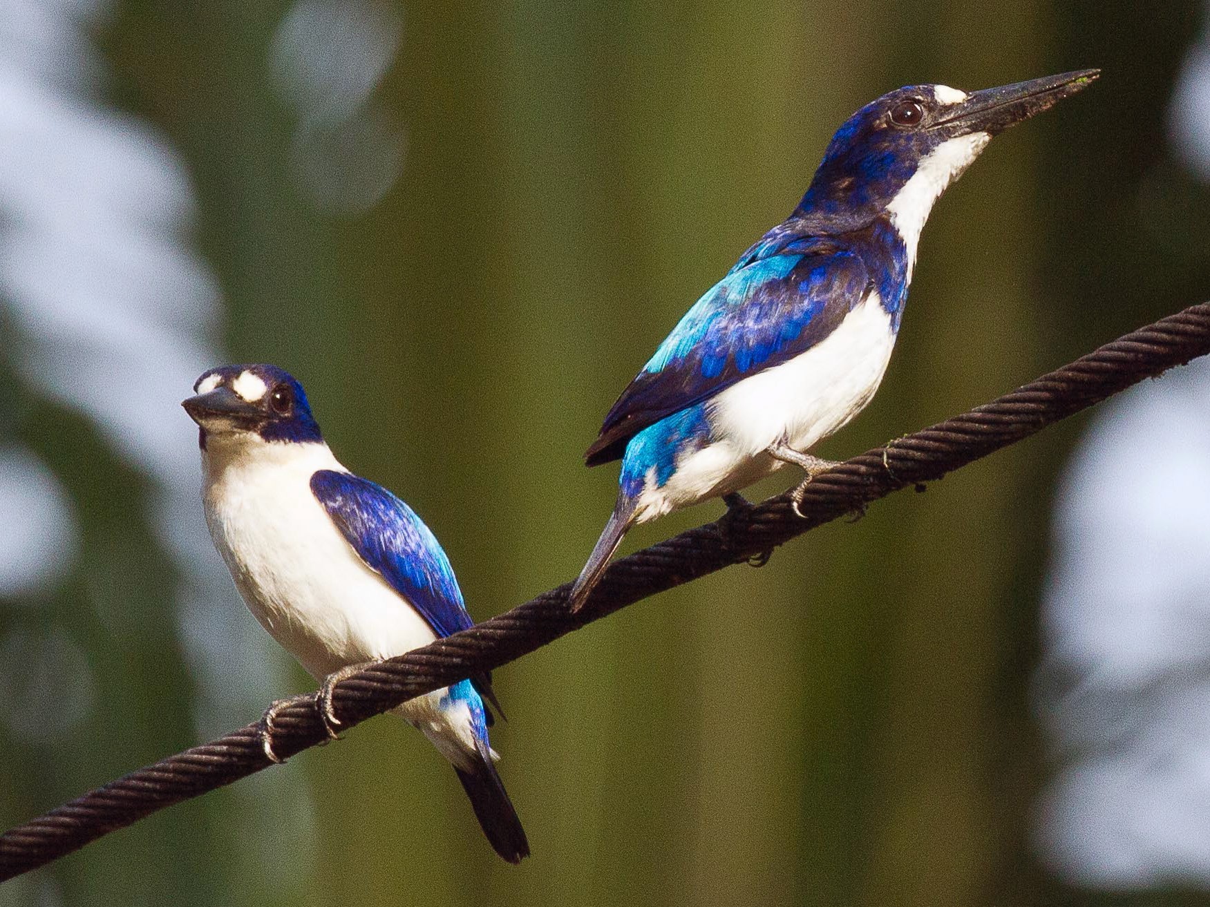 Blue-and-white Kingfisher - Eric VanderWerf