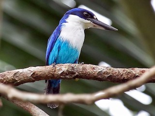  - Lazuli Kingfisher