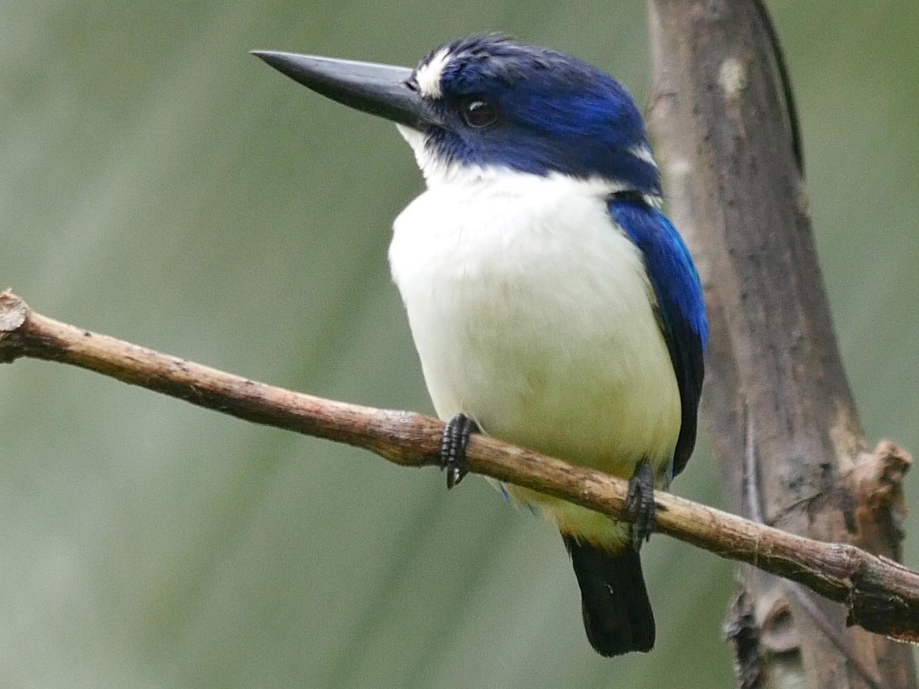 Blue-and-white Kingfisher - Josep del Hoyo