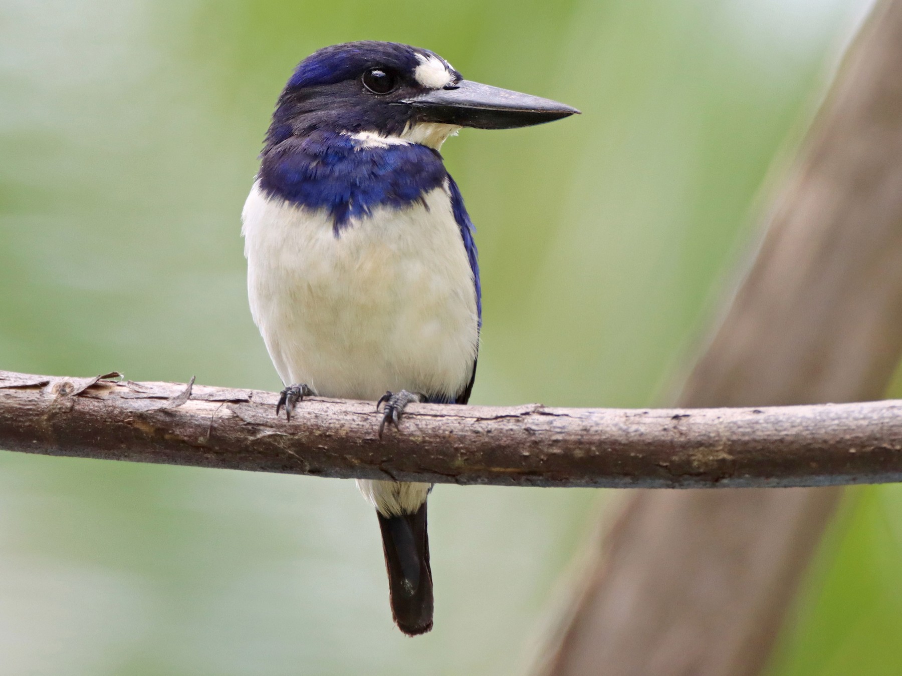 Blue-and-white Kingfisher - Luke Seitz