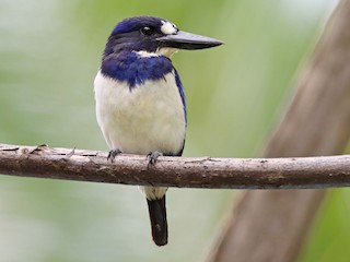  - Blue-and-white Kingfisher