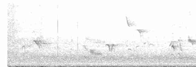 Gray Catbird - ML272493981