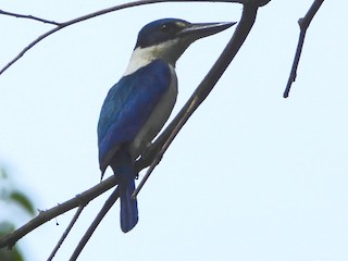  - Talaud Kingfisher