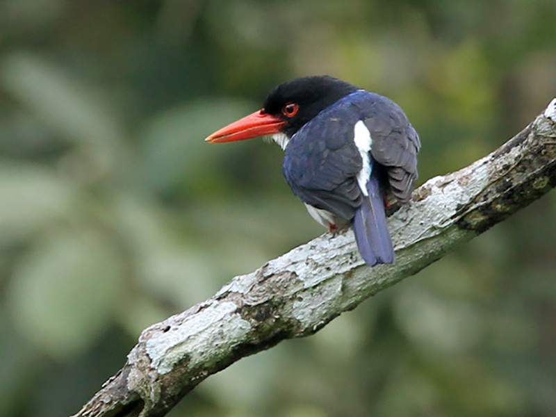 White-rumped Kingfisher - Lars Petersson