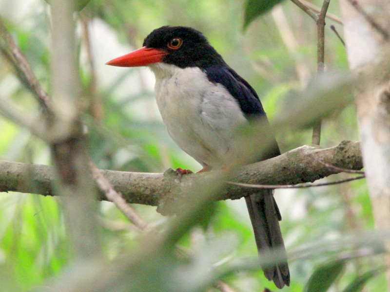 White-rumped Kingfisher - Yovie Jehabut