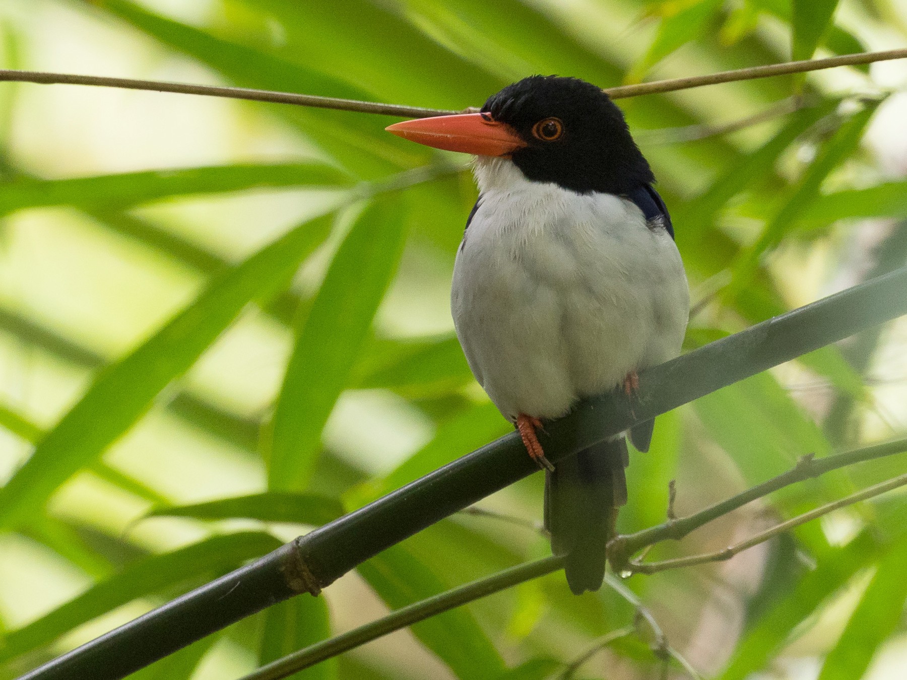 White-rumped Kingfisher - Markus Craig