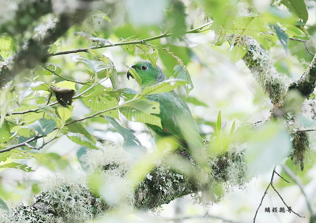 Scaly-naped Parrot - Qiang Zeng