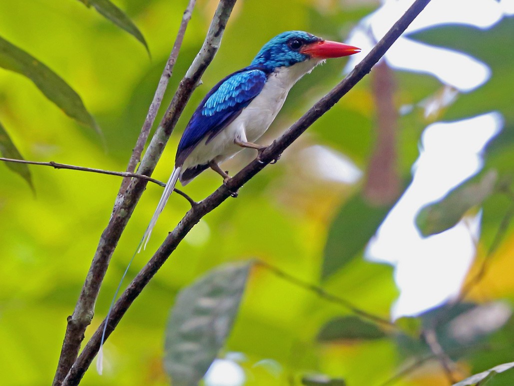Alción Colilargo de Biak - eBird