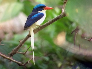  - Kofiau Paradise-Kingfisher