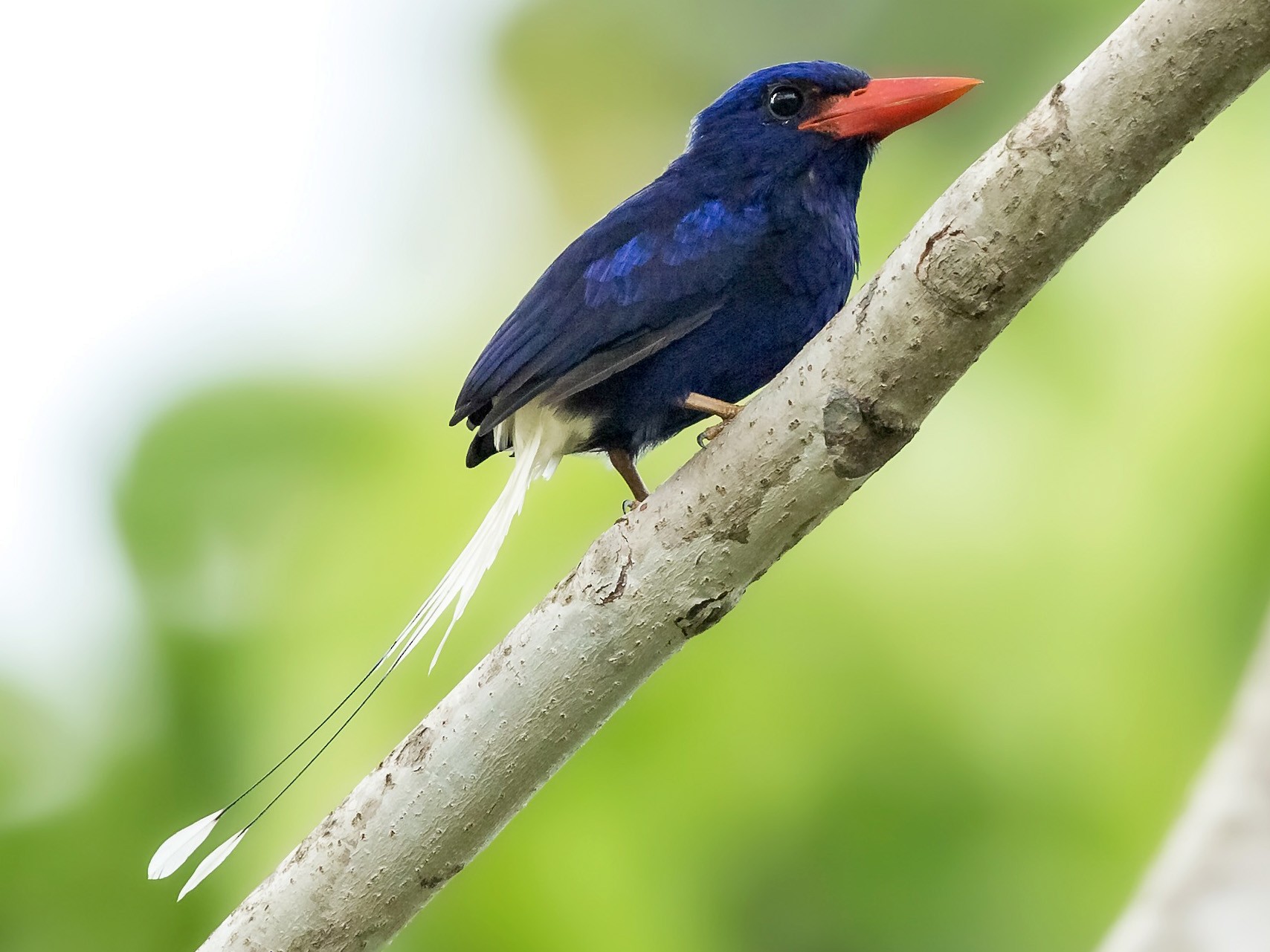 Numfor Paradise-Kingfisher - eBird