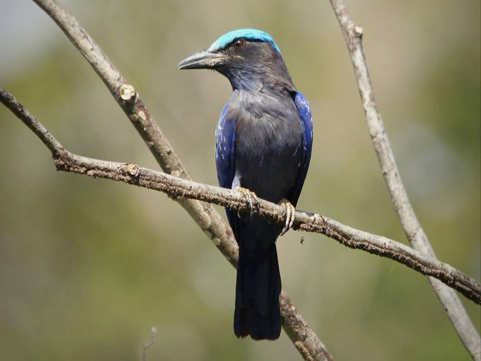 Purple-winged Roller - Opwall Indonesia