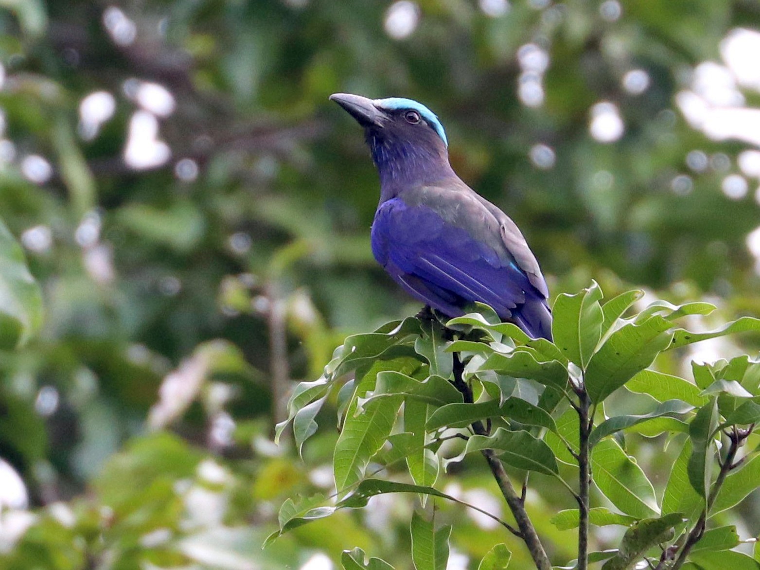 Purplewinged Roller eBird
