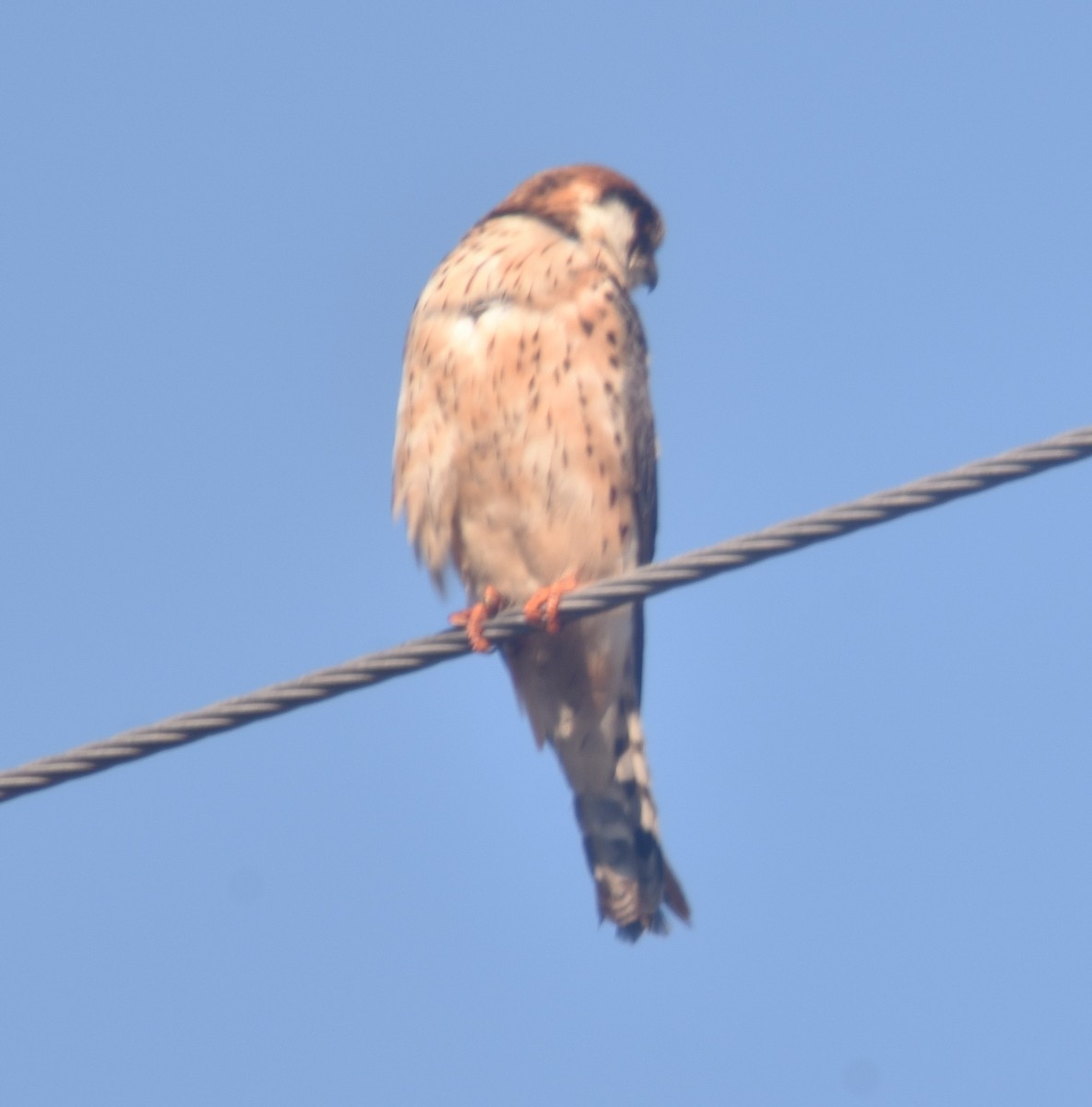 Red-footed Falcon - Metin Güzeliş