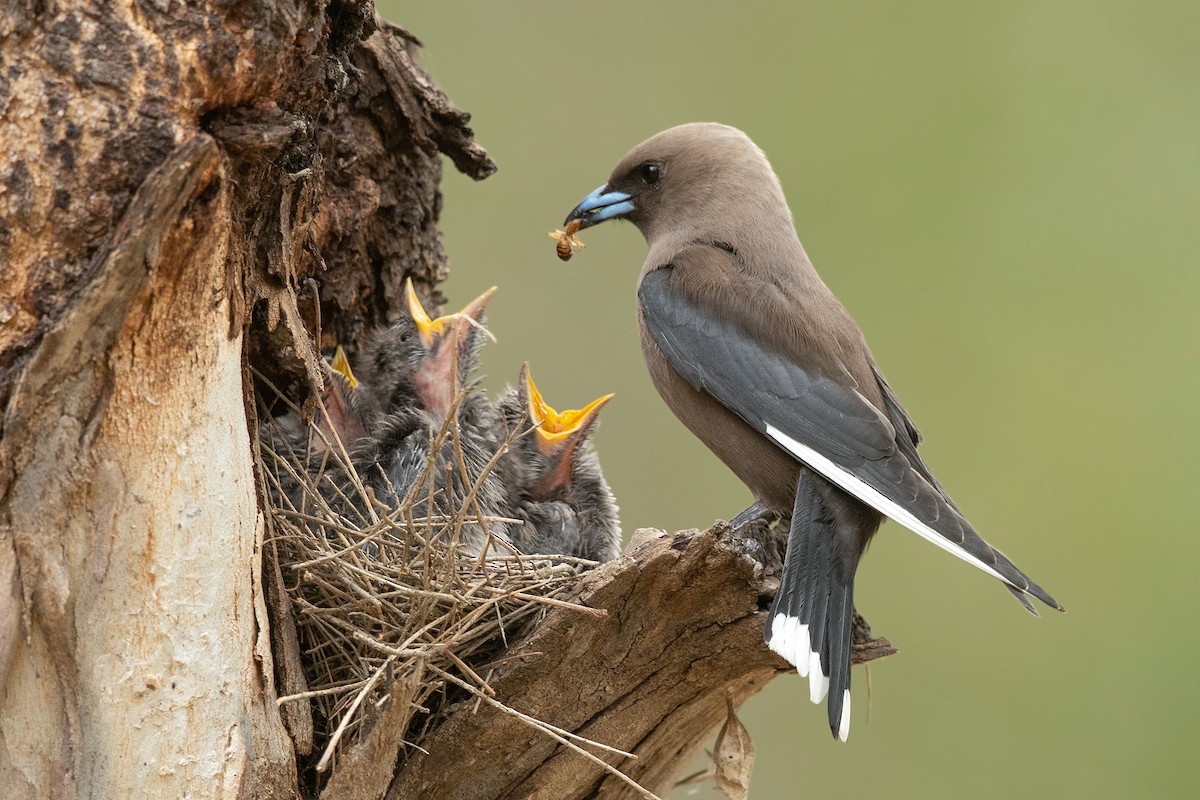 Dusky Woodswallow ML272497631